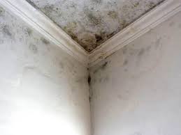 Trusted Pepperdine University, CA Mold Removal Services Experts