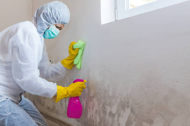 Best Black Mold Removal  in Pepperdine University, CA